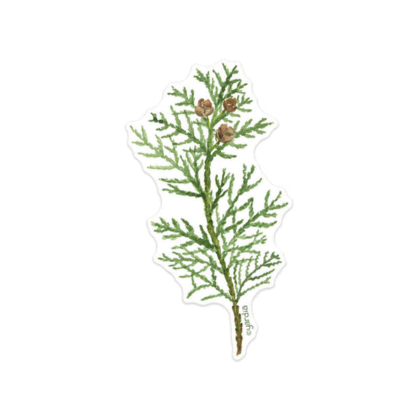 Cedar Sticker - Watercolor Pacific Northwest Tree Sticker – Yardia