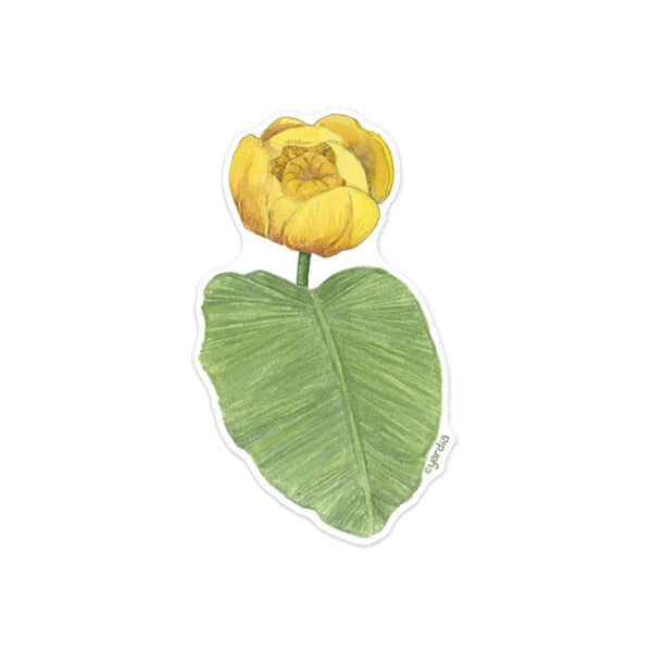 Yellow Pond Lily Sticker - Pacific Northwest Watercolor Botanical Vinyl Sticker