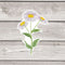 Daisy Sticker - Watercolor Botanical Native Plant Vinyl Sticker