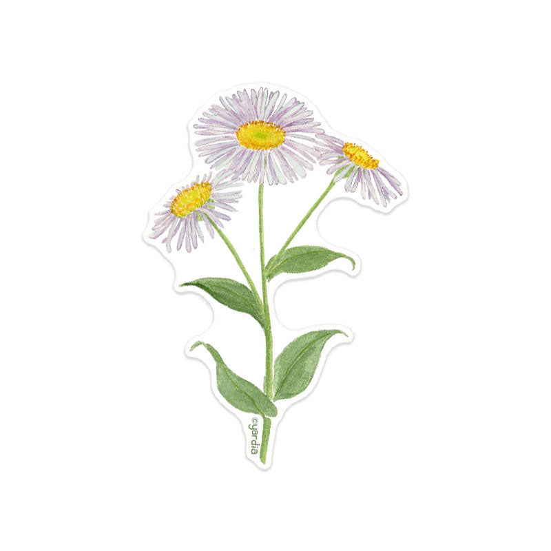 Daisy Sticker - Watercolor Botanical Native Plant Vinyl Sticker