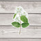 Serviceberry Sticker - Watercolor Botanical Native Plant Vinyl Sticker