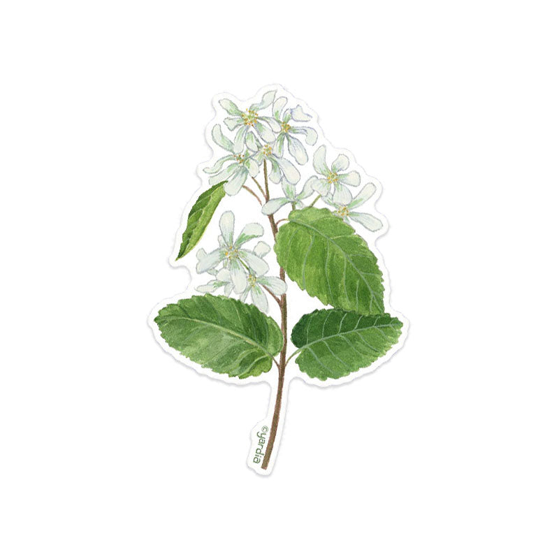 Serviceberry Sticker - Watercolor Botanical Native Plant Vinyl Sticker