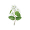 Serviceberry Sticker - Watercolor Botanical Native Plant Vinyl Sticker