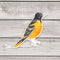 Baltimore Oriole Bird Sticker - Watercolor Birding Vinyl Sticker