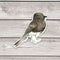 Black Phoebe Bird Sticker - Watercolor Birding Vinyl Sticker