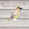 Cedar Waxwing Bird Sticker - Watercolor Birding Vinyl Sticker