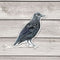 Crow Bird Sticker - Watercolor Birding Vinyl Sticker