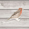 House Finch Bird Sticker - Watercolor Birding Vinyl Sticker
