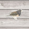 Junco Bird Sticker - Watercolor Birding Vinyl Sticker
