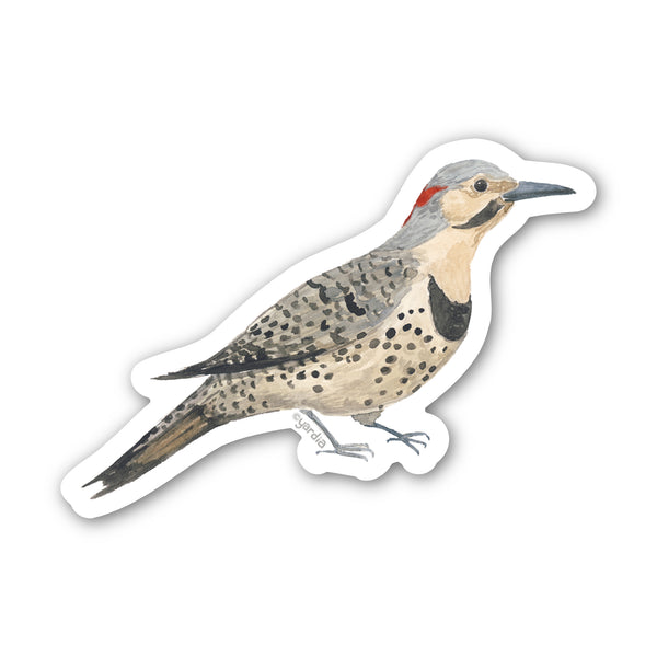 Northern Flicker Bird Sticker - Watercolor Birding Vinyl Sticker depicting a watercolor Northern Flicker, perfect for personalizing items, showcasing birding passion. Durable, weatherproof vinyl.