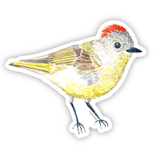 Ruby Crowned Kinglet Bird Sticker featuring a detailed watercolor illustration by Brigida Swanson, showcasing a yellow bird with a red head. Durable, weatherproof, and dishwasher safe.