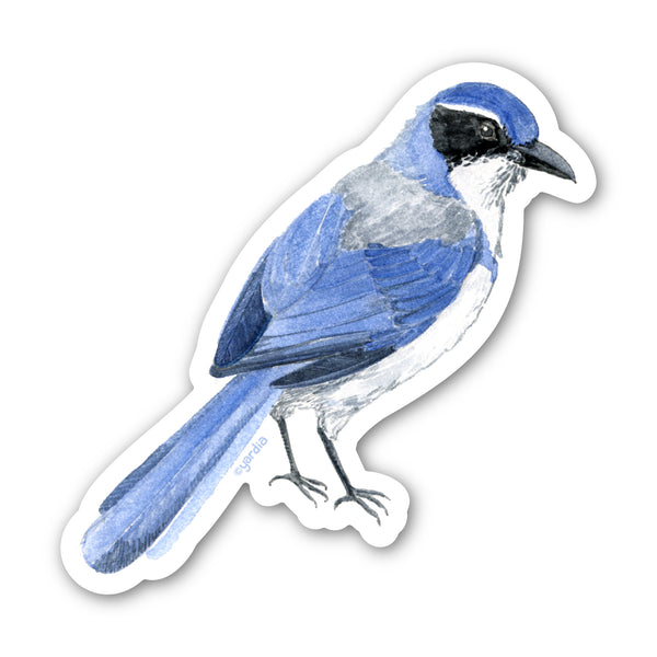 Scrub Jay Bird Sticker - Watercolor Birding Vinyl Sticker featuring a detailed bird sketch, perfect for adding natural charm to surfaces.