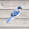 Scrub Jay Bird Sticker - Watercolor Birding Vinyl Sticker
