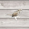 Song Sparrow Bird Sticker - Watercolor Birding Vinyl Sticker