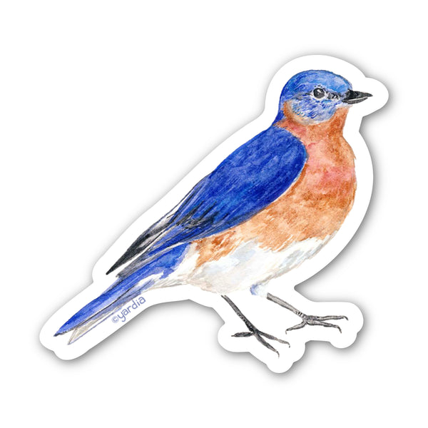 Eastern Bluebird Sticker, a watercolor illustration by Brigida Swanson, perfect for personalizing surfaces with durable, weatherproof, and dishwasher-safe vinyl.