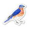 Eastern Bluebird Sticker, a watercolor illustration by Brigida Swanson, perfect for personalizing surfaces with durable, weatherproof, and dishwasher-safe vinyl.
