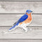 Eastern Bluebird Sticker - Watercolor Birding Vinyl Sticker