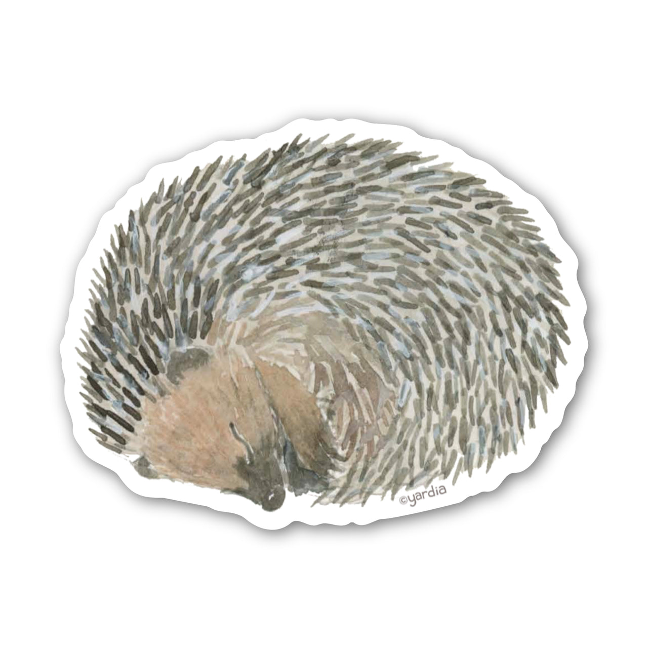 Watercolor-style illustration of a curled-up echidna on the Hedgehog Sticker, showcasing its quills; weatherproof, fade-resistant, ideal for decorating personal items.