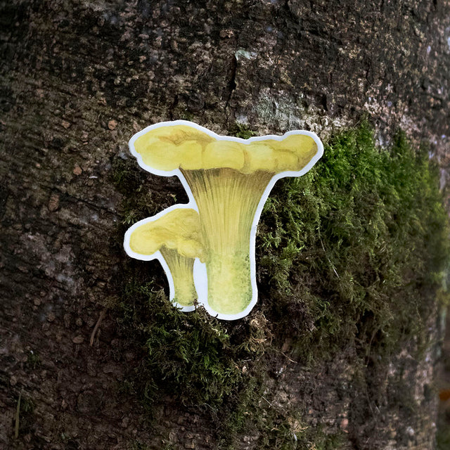 yellow chanterelle mushroom vinyl water bottle sticker on a northwest tree background