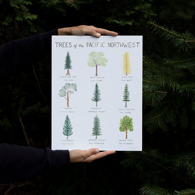 watercolor art print of pacific northwest trees identification held in the artist's hands against an evergreen tree background