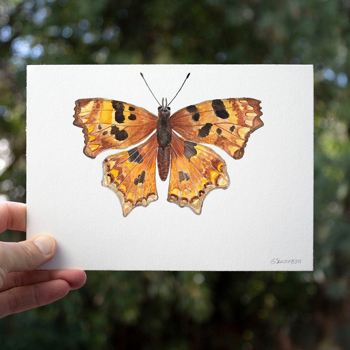 small original watercolor painting of a oreas anglewing butterfly