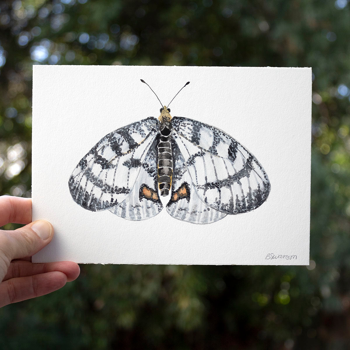 small original watercolor painting of a clodius parnassion butterfly
