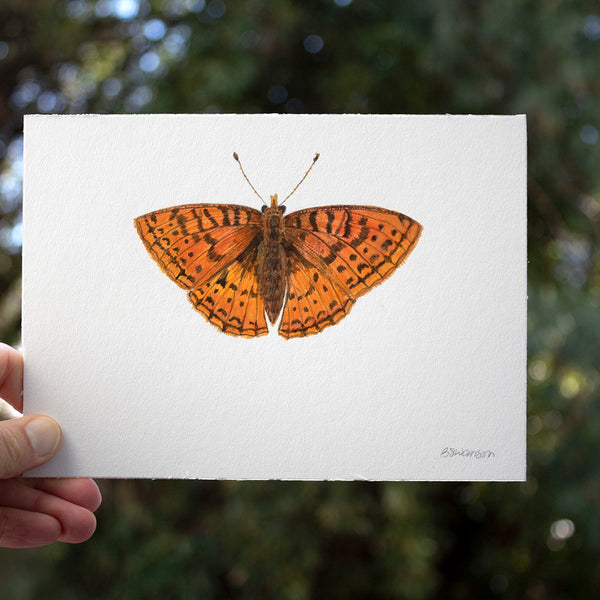 small original watercolor painting of a northwestern fritillary butterfly