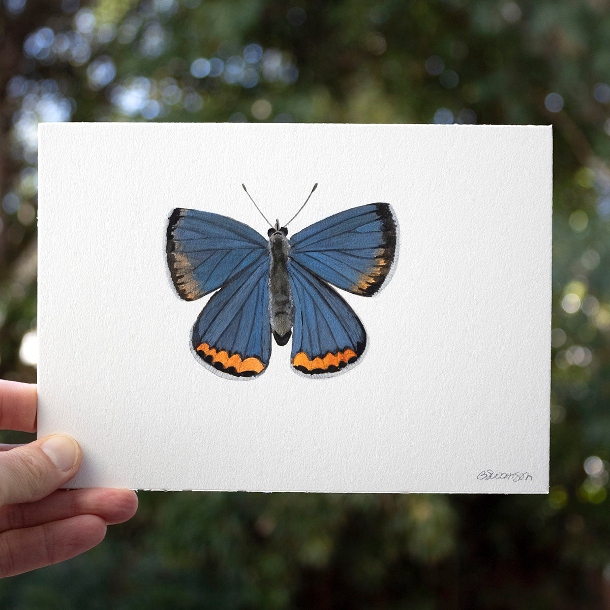 small original watercolor painting of a lupine blue butterfly