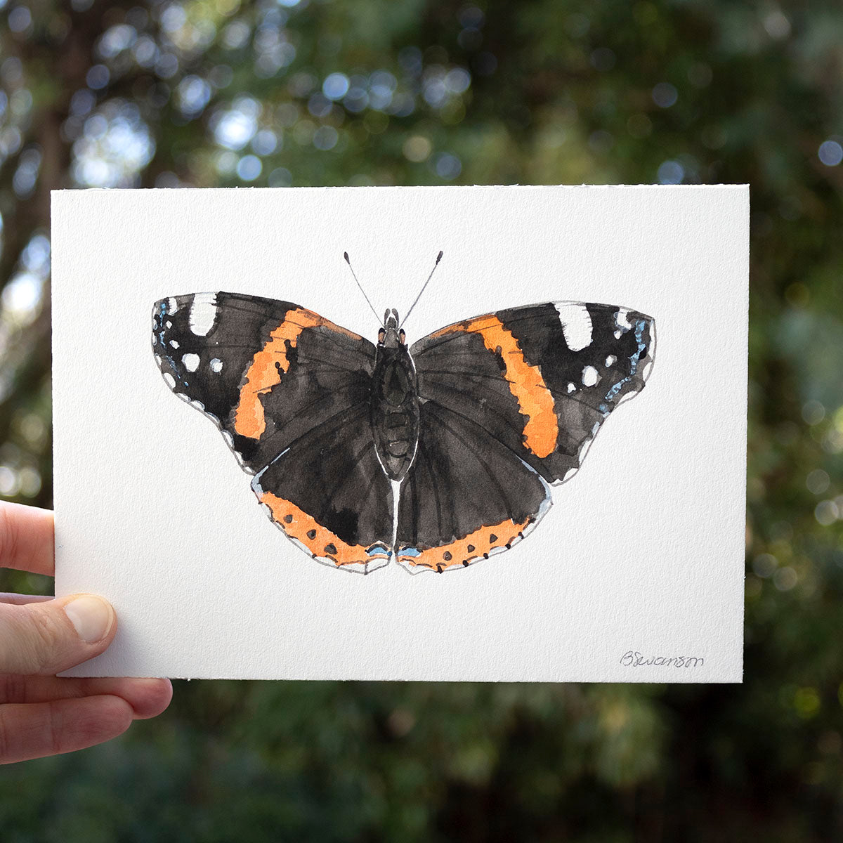 small original watercolor painting of a red admiral butterfly