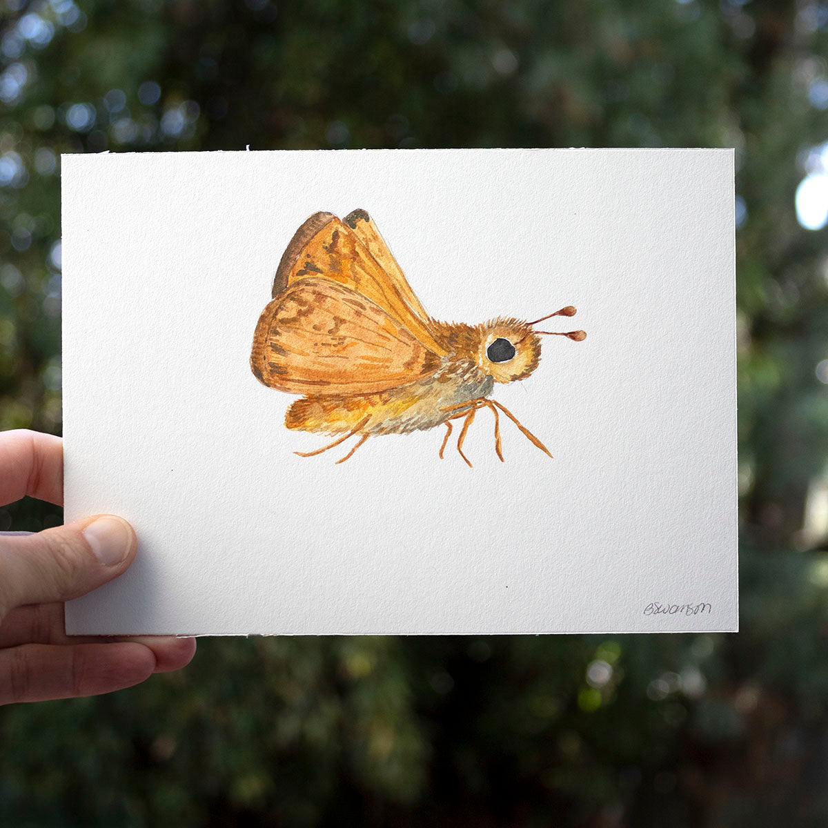 small original watercolor painting of a woodland skipper butterfly