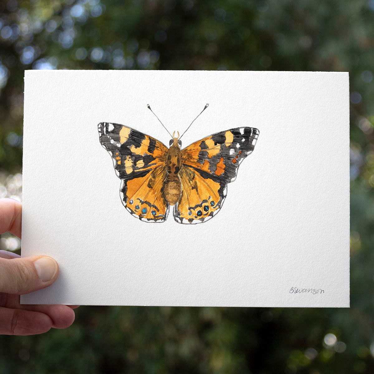 small original watercolor painting of orange west coast lady butterfly