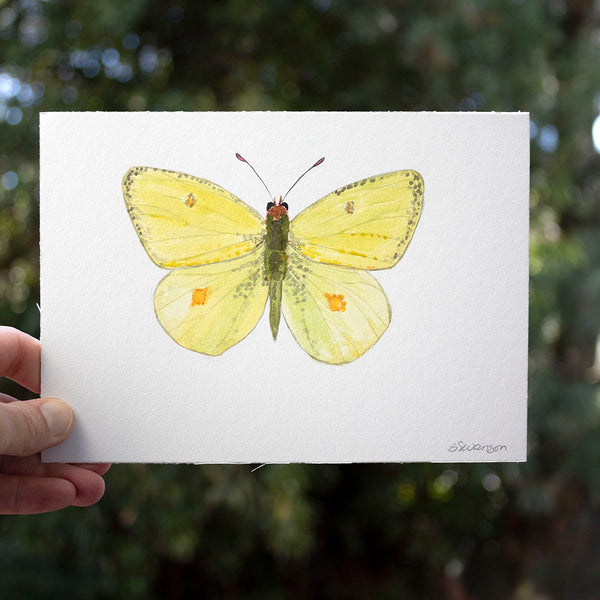 small original watercolor painting of a western sulphur butterfly