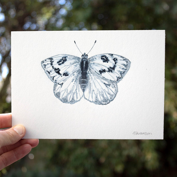 small original watercolor painting of a western white butterfly