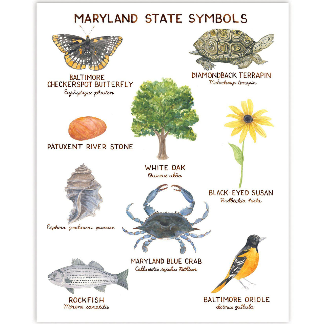 Maryland State Symbols Art Print featuring various animals and nature elements, including a bird, butterfly, crab, fish, turtle, and seashell illustrations.