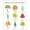 trees of the northeast watercolor art print
