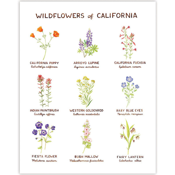 california wildflowers watercolor art print
