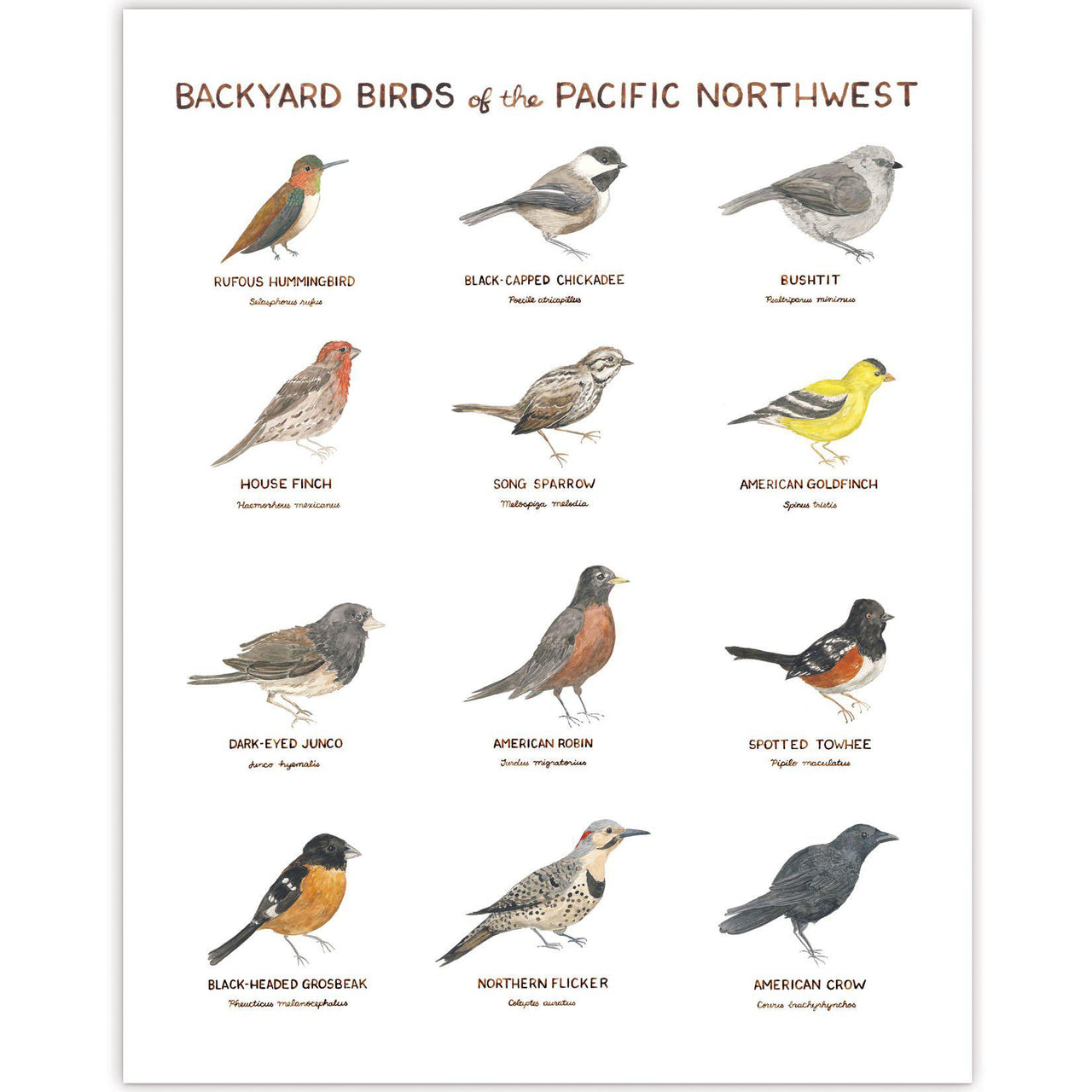 Backyard Birds of the Pacific Northwest Art Print: features watercolor illustrations of regional birds with common and Latin names, hand-lettered by Brigida Swanson.