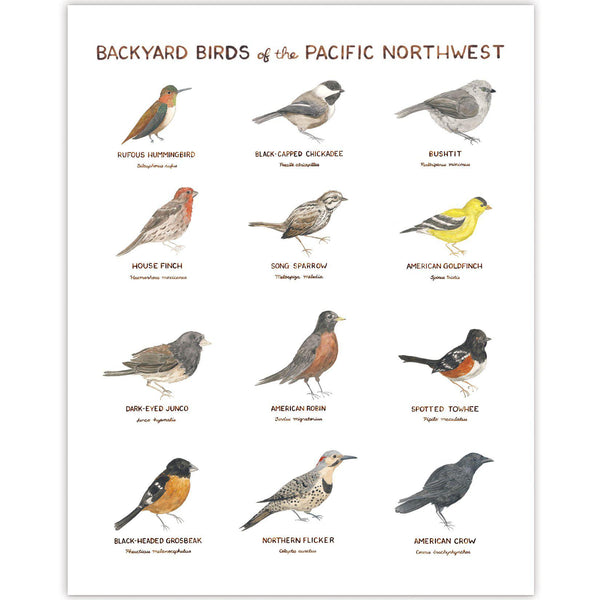 Backyard Birds of the Pacific Northwest Art Print: features watercolor illustrations of regional birds with common and Latin names, hand-lettered by Brigida Swanson.