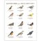 backyard birds of the pacific northwest watercolor art print, features twelve common northwest songbirds and their common and latin names