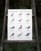 northwest songbirds art print displayed on ladder against nature background