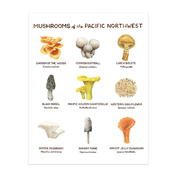 Mushrooms of the Pacific Northwest Art Print featuring watercolor illustrations of nine mushrooms with their names, by artist Brigida Swanson, on archival cotton paper.