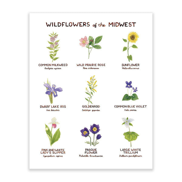 wilflowers of midwest art print