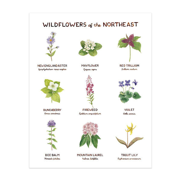 wildflowers of northeast art print