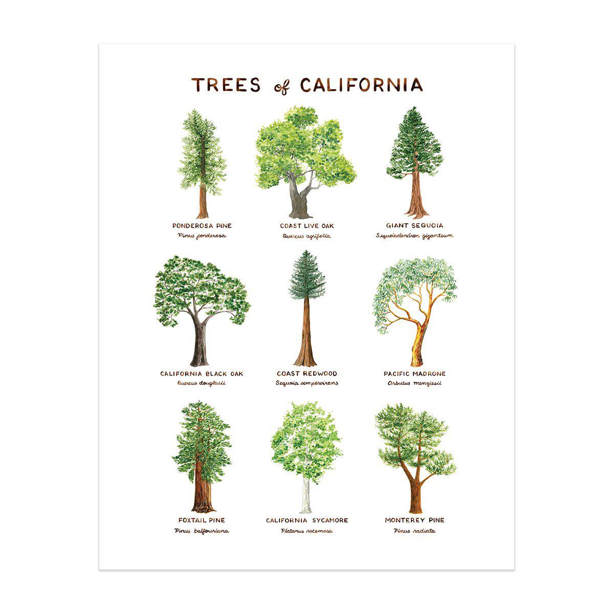 Watercolor art print of nine native California trees with common and Latin names, created by Brigida Swanson. Frame not included.