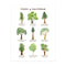 trees of california tree identification wall art, with watercolor illustrations and common and latin names