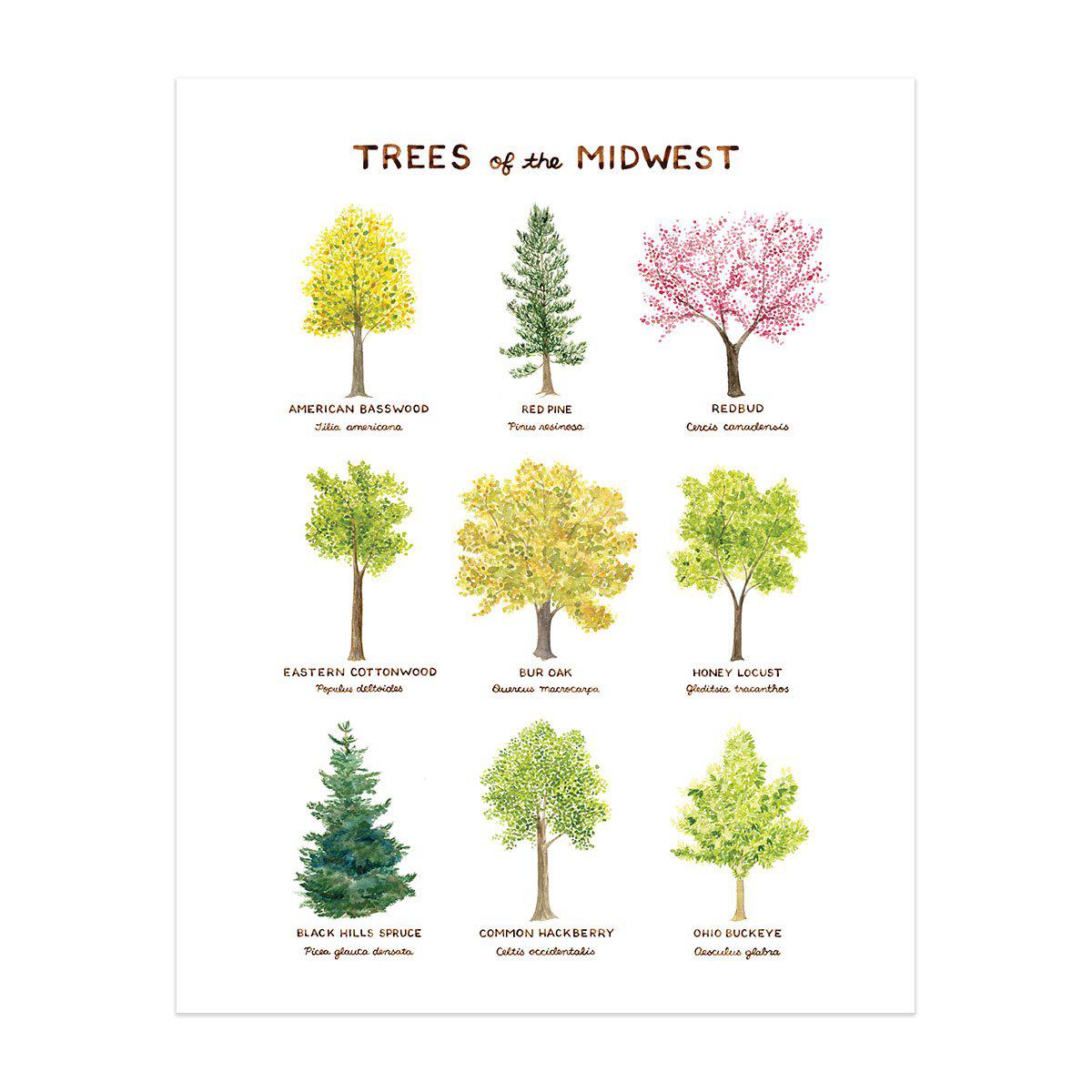 Midwest Trees Art Print featuring watercolor illustrations of nine native Midwest trees with their common and Latin names by Brigida Swanson. Frame not included.