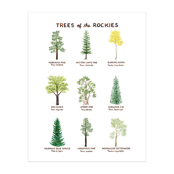 Trees of the Rockies Art Print: watercolor illustrations of nine native Rocky Mountain trees with common and Latin names, by artist Brigida Swanson. Frame not included.