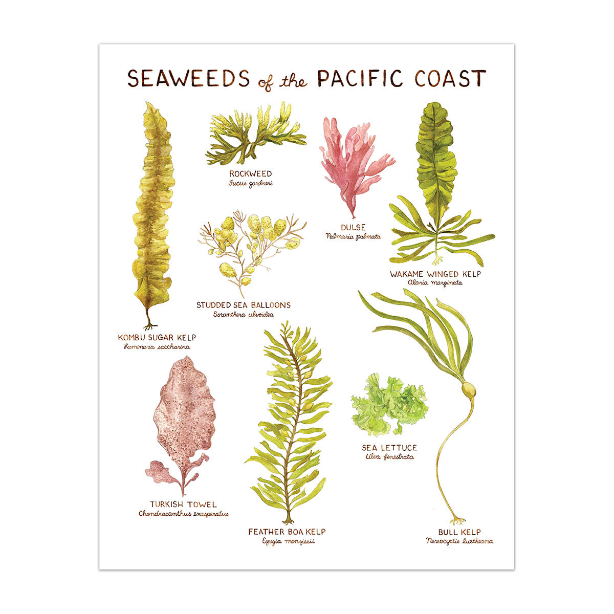 Seaweeds of the Pacific Coast Art Print, featuring watercolor illustrations of labeled seaweeds, showcasing a modern vintage naturalist aesthetic on archival paper. Frame not included.