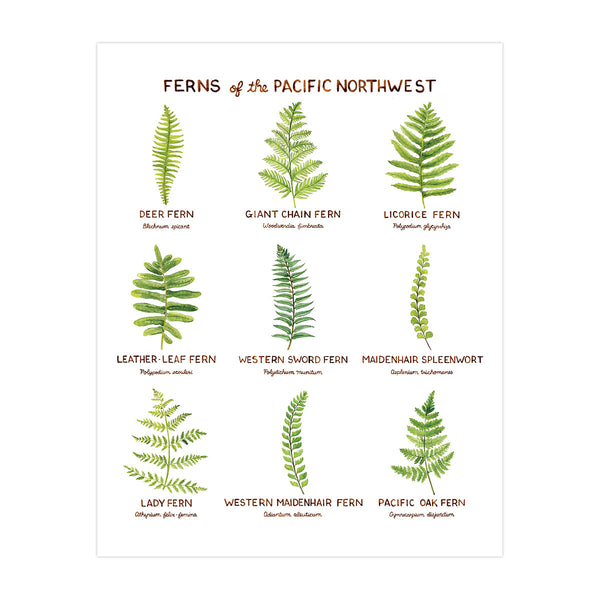 Ferns of the Pacific Northwest Art Print