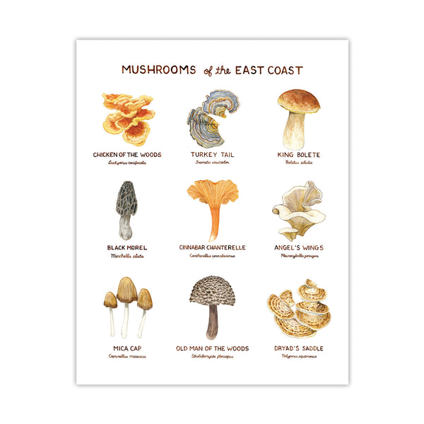 Mushrooms of the East Coast Art Print